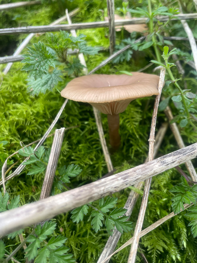 Photo © Sarah Ebdon Pseudoclitocybe cf. expallens by Sarah Ebdon
